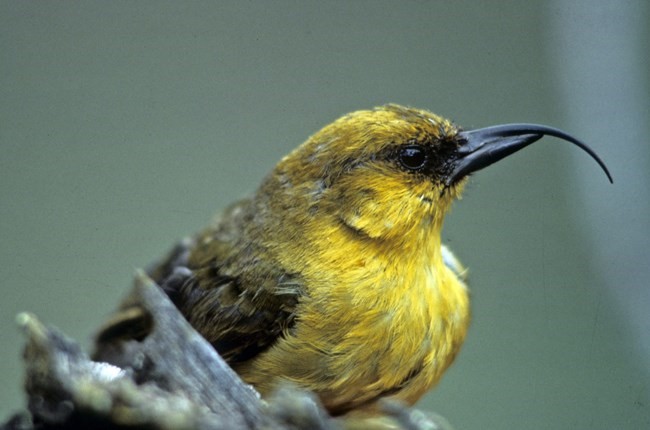 au - one bird  Akaiapōlā'au | U.S. Geological Survey